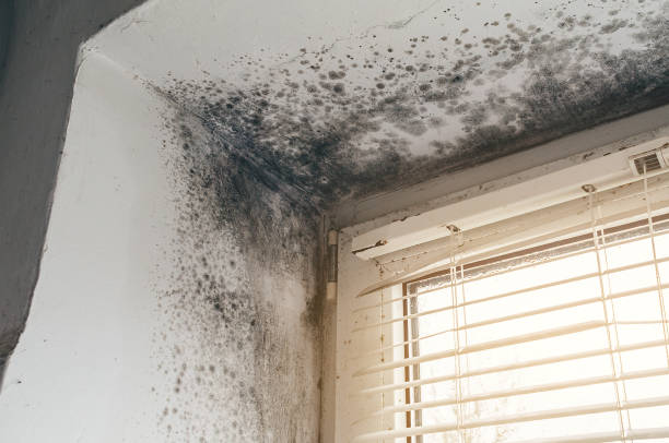 Affordable Mold Remediation solutions in Nicktown, PA
